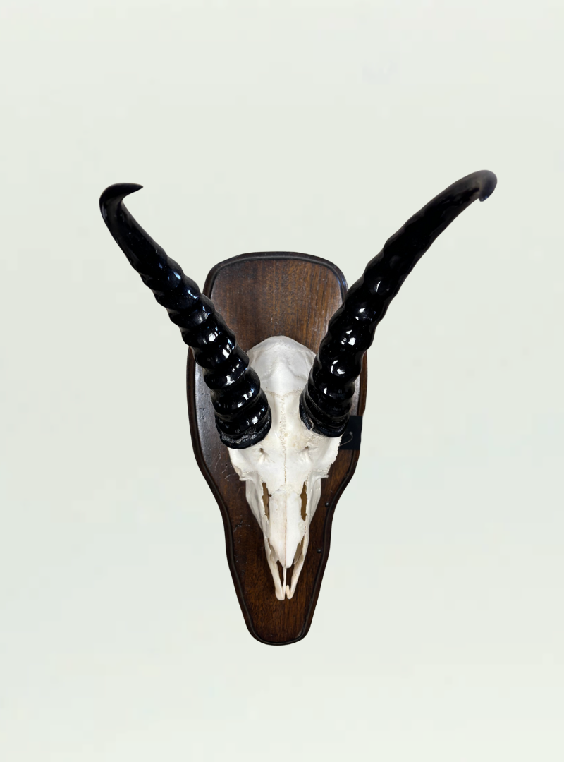 Springbok Skull Polished Shield
