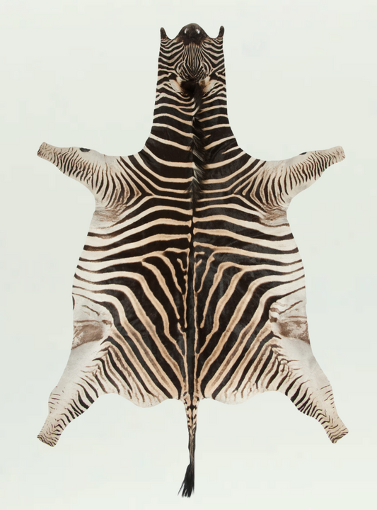 Zebra Skin Rug