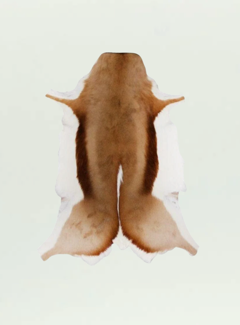 Springbok Skin - A Grade