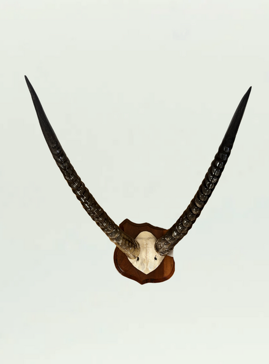 Waterbuck Polished Horns Shield