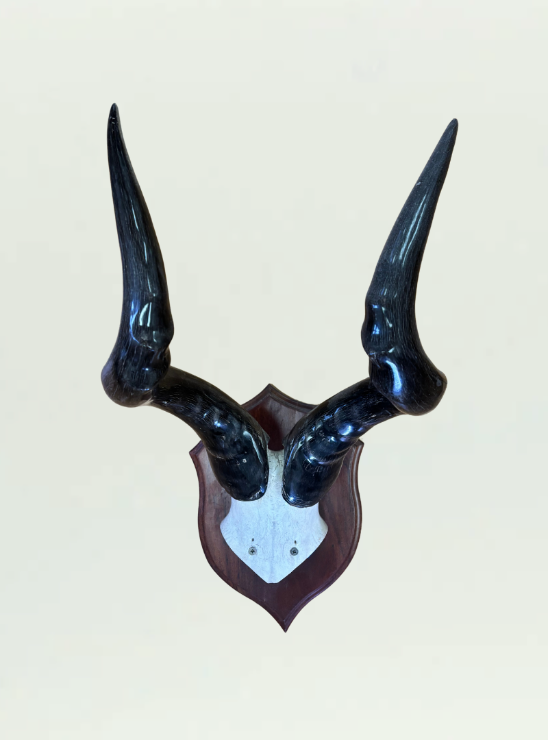Wildebeest Polished Horns Shield