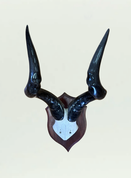 Wildebeest Polished Horns Shield