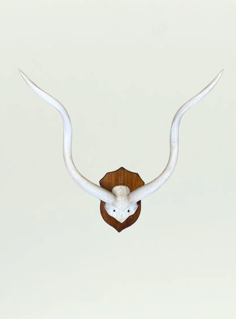Kudu Skull Shield