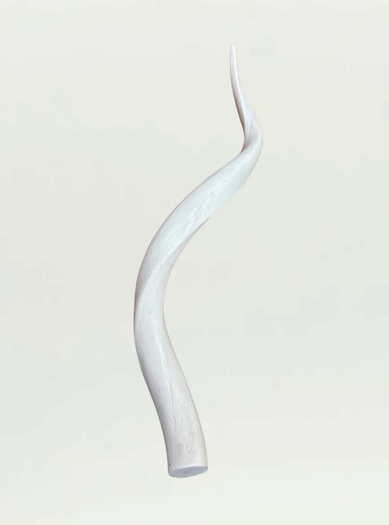 White Kudu Horn