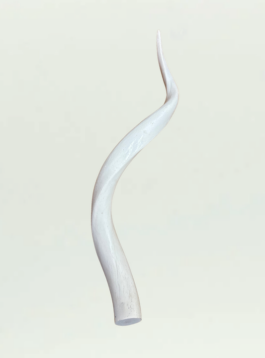 White Kudu Horn
