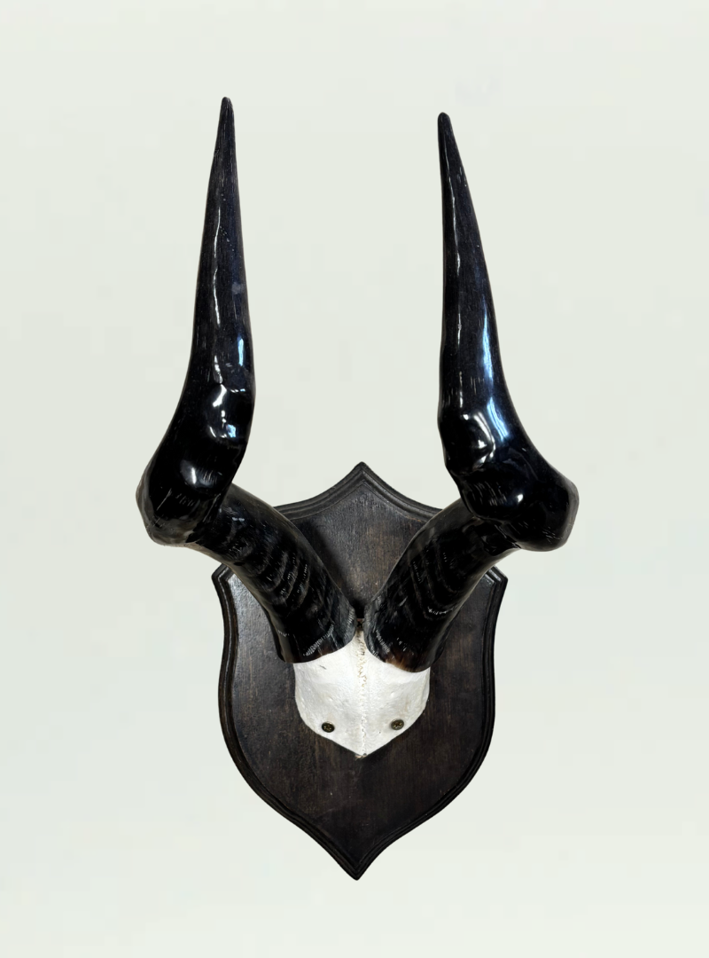 Polished Skull Shield
