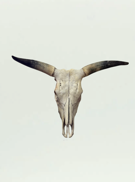BG Nguni Cow Skull