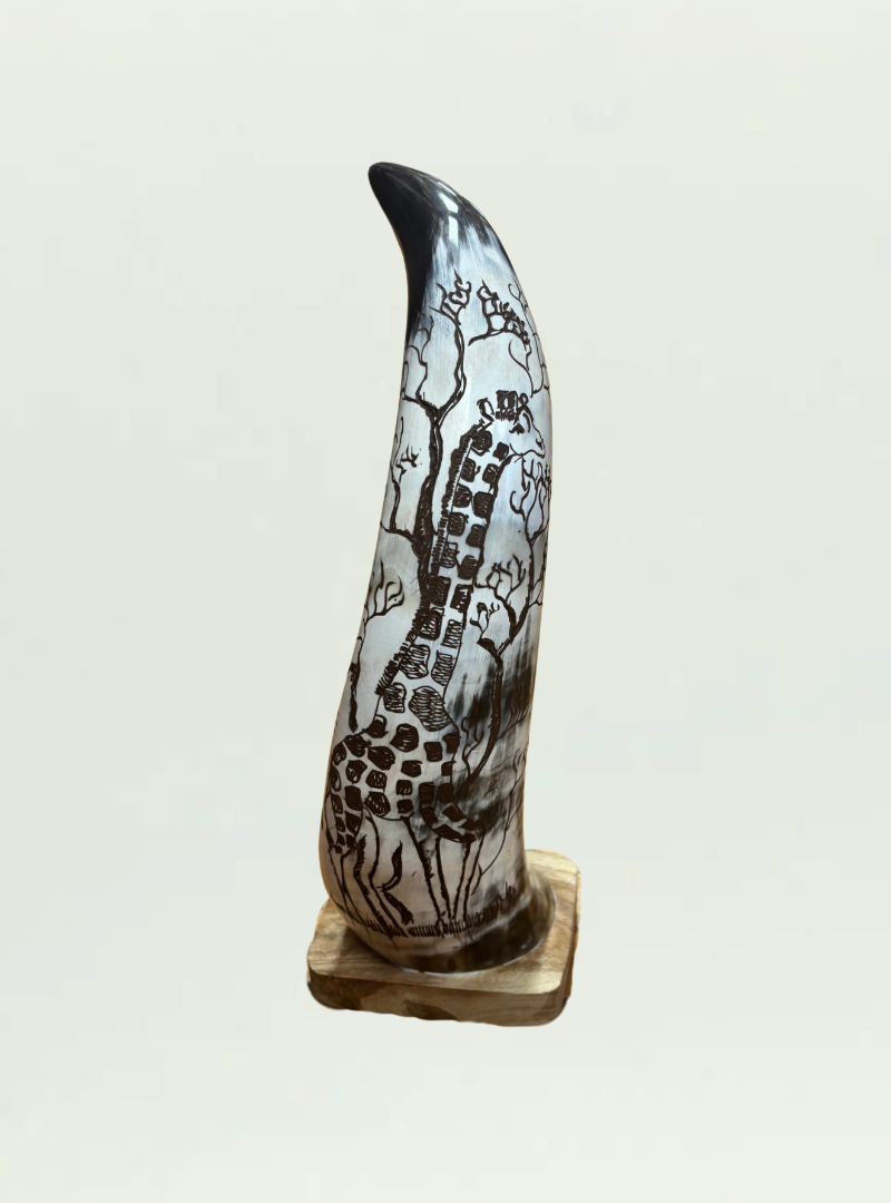 Cow Horn Zimbabwe