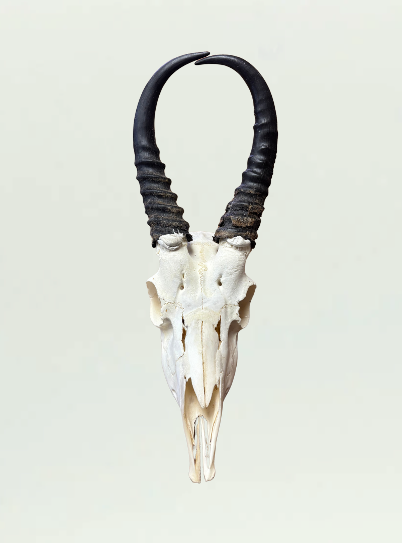 Springbok Full Skull