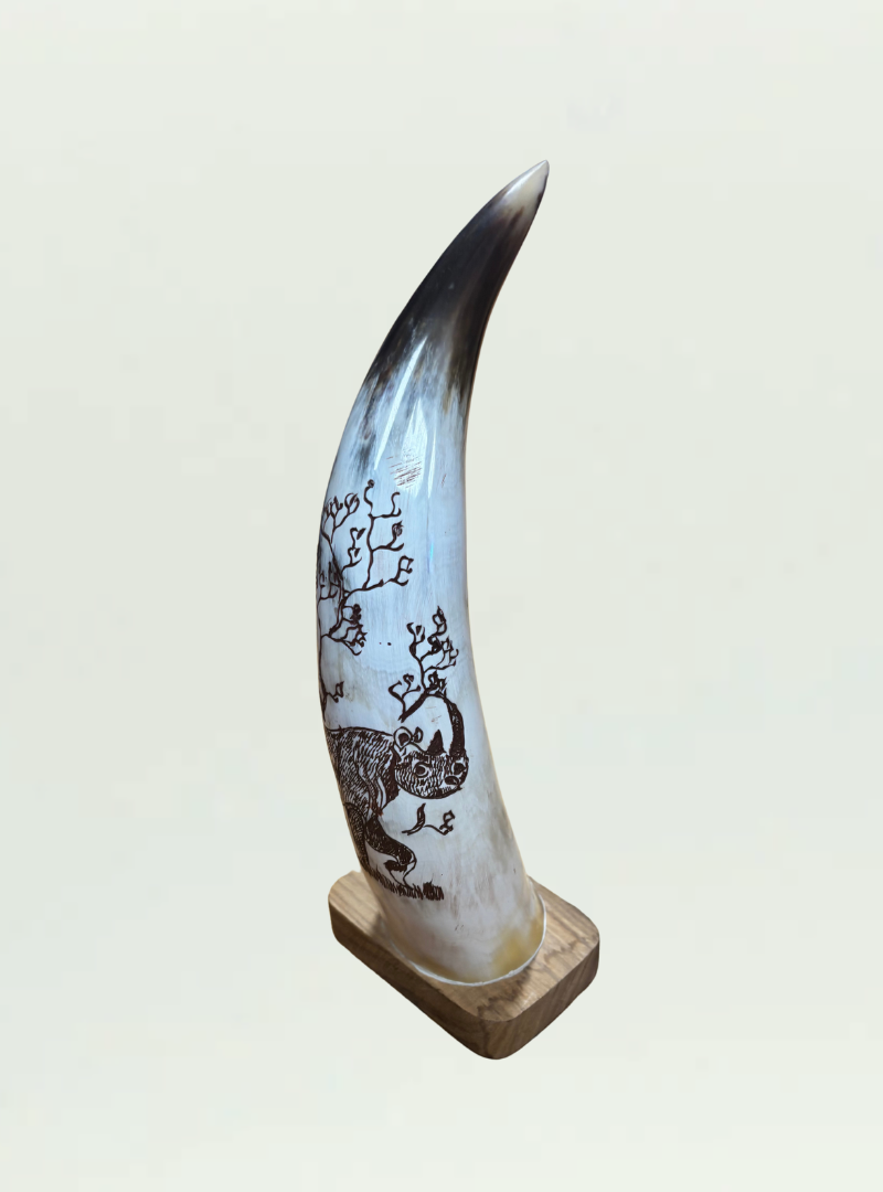 Cow Horn Zimbabwe