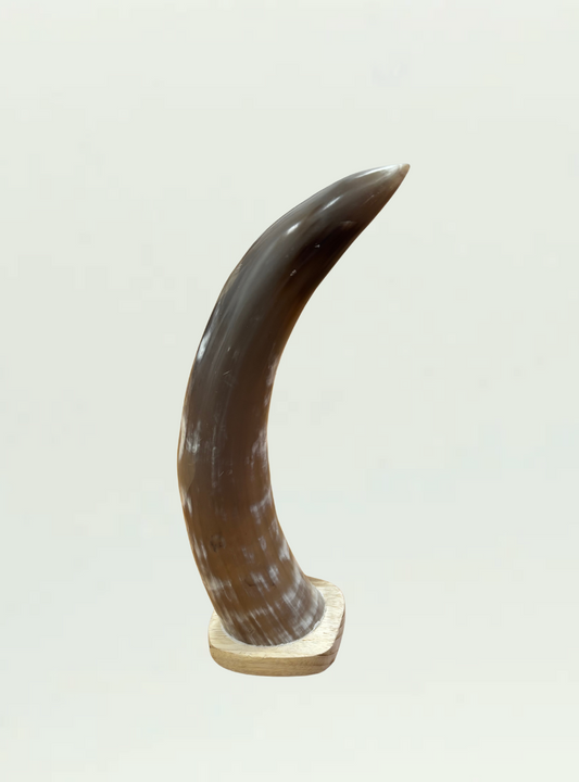 Cow Horn Zimbabwe