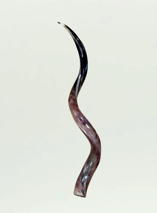 Kudu Horn Polished