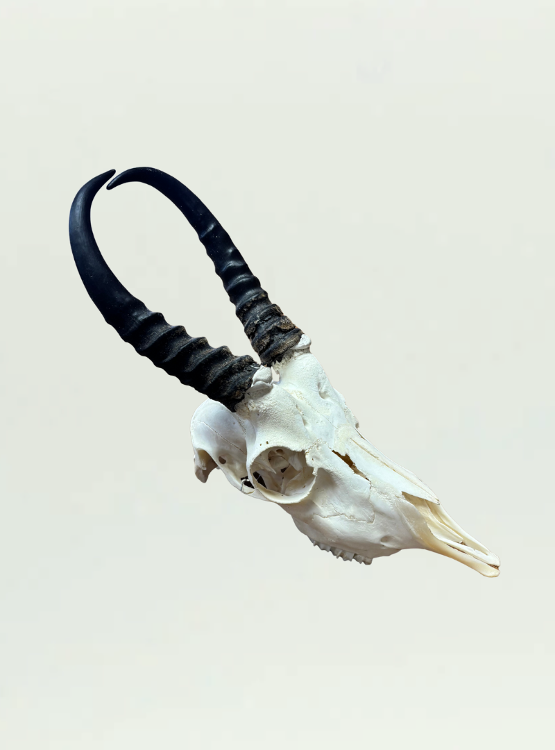Springbok Full Skull