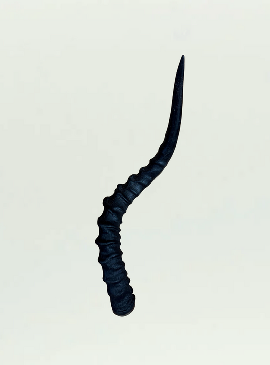 Impala Horn Oiled