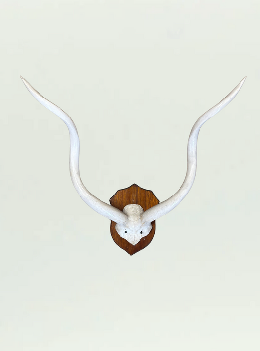 Kudu Skull Shield