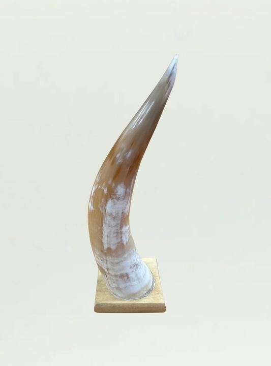 Cow Horn Zimbabwe