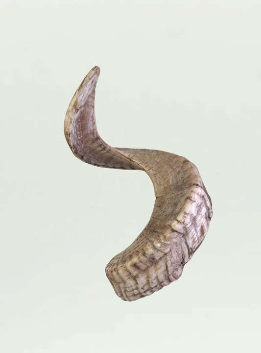 Polished Ram Horn