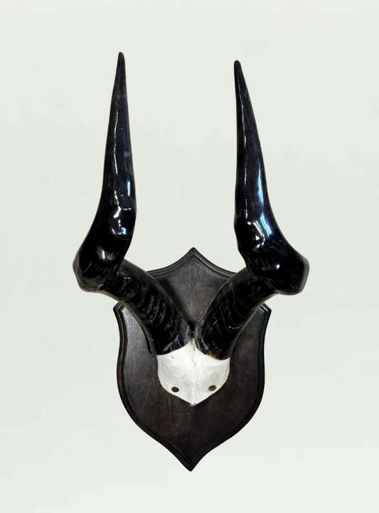 Polished Skull Shield